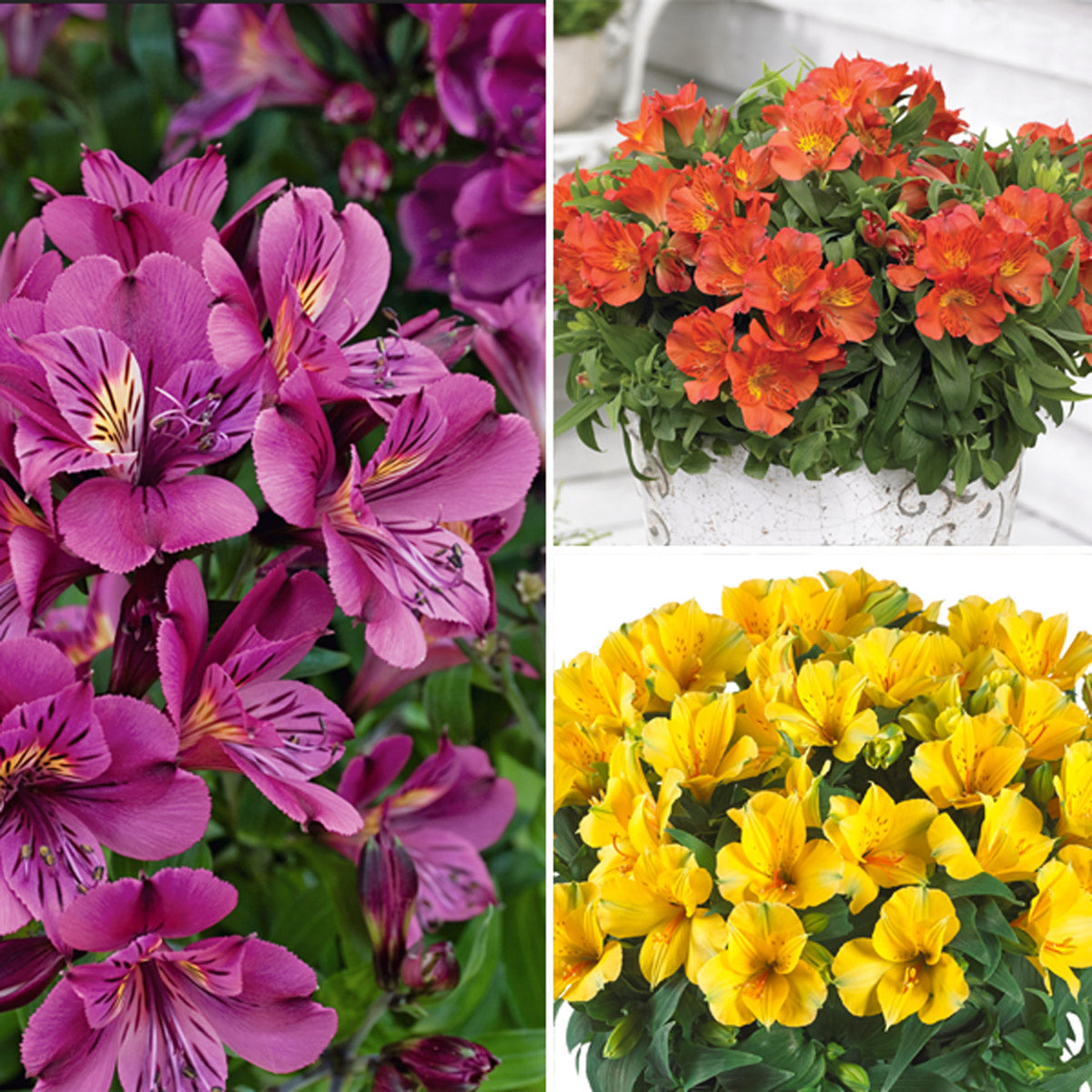 Princess Lily Collection 1- 3 Plants