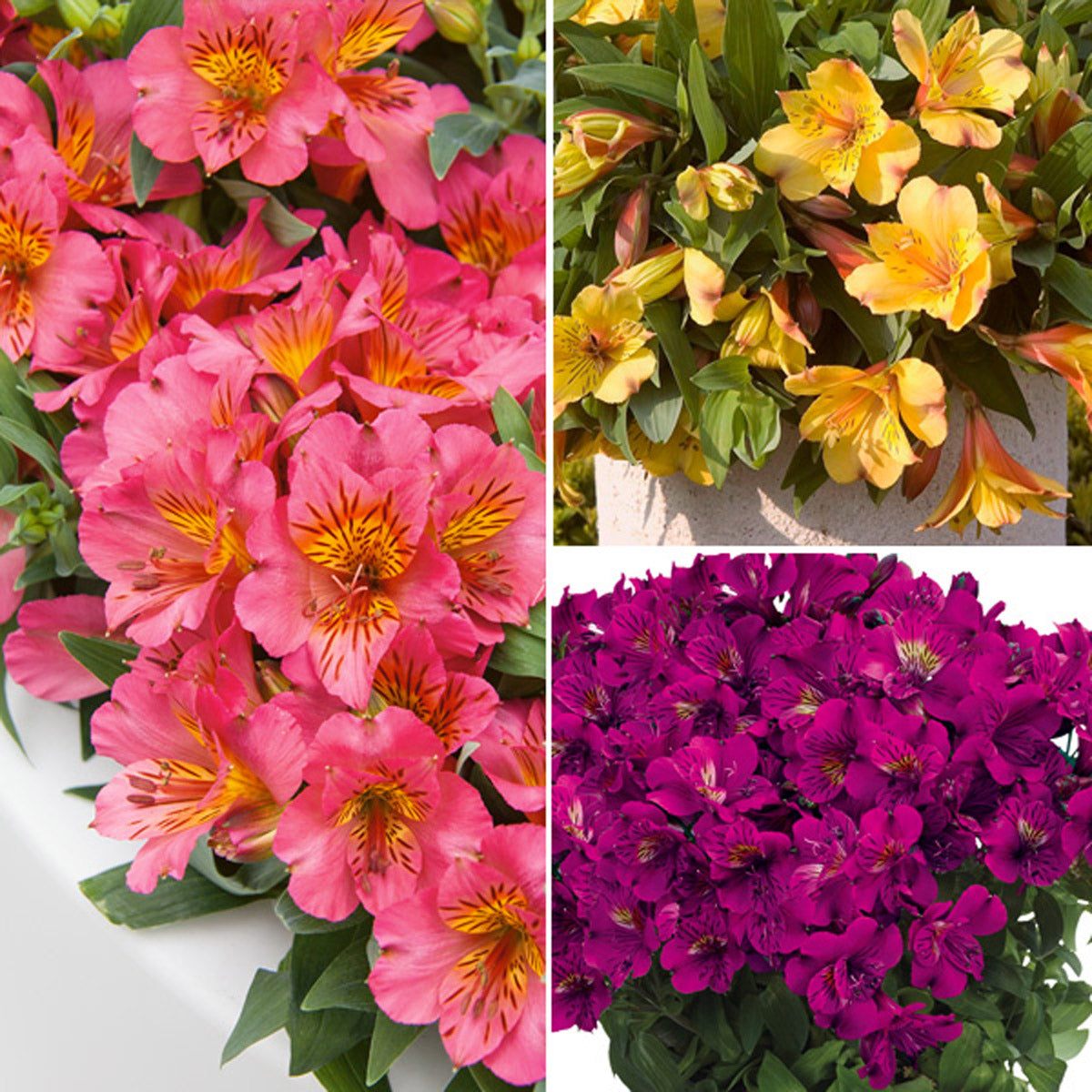 Princess Lily Collection 2- 3 Plants