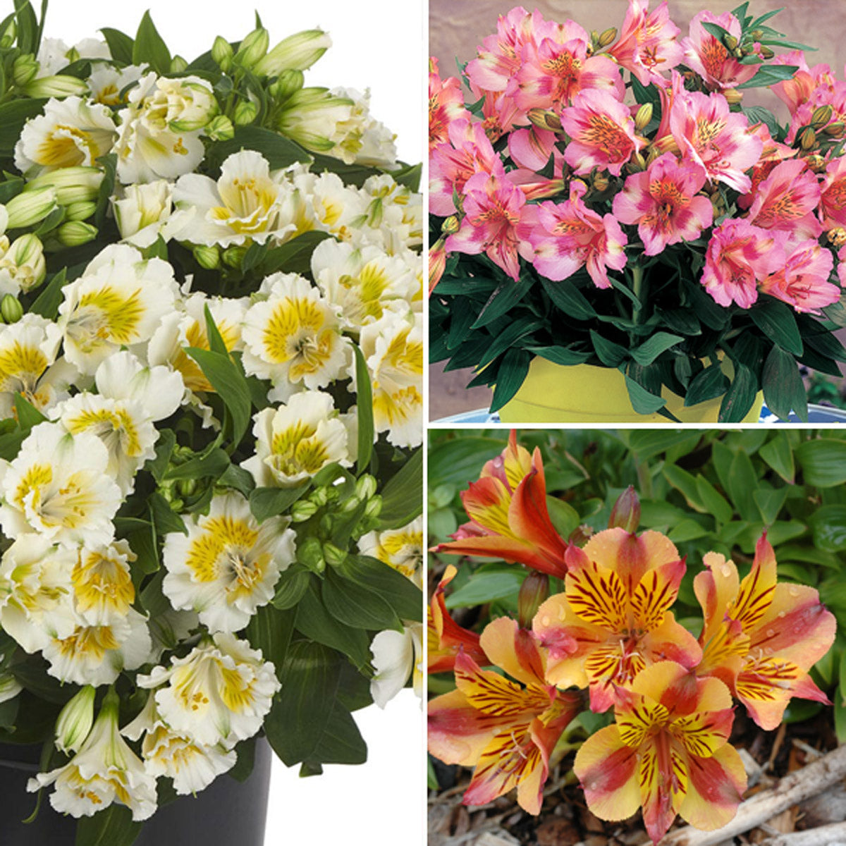 Princess Lily Collection 3- 3 Plants