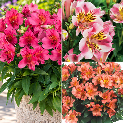 Princess Lily Collection 7- 3 Plants