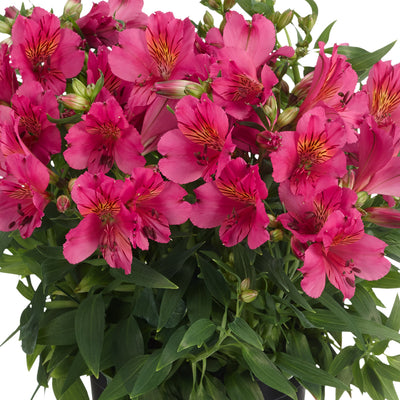 Princess Lily Collection 7- 3 Plants