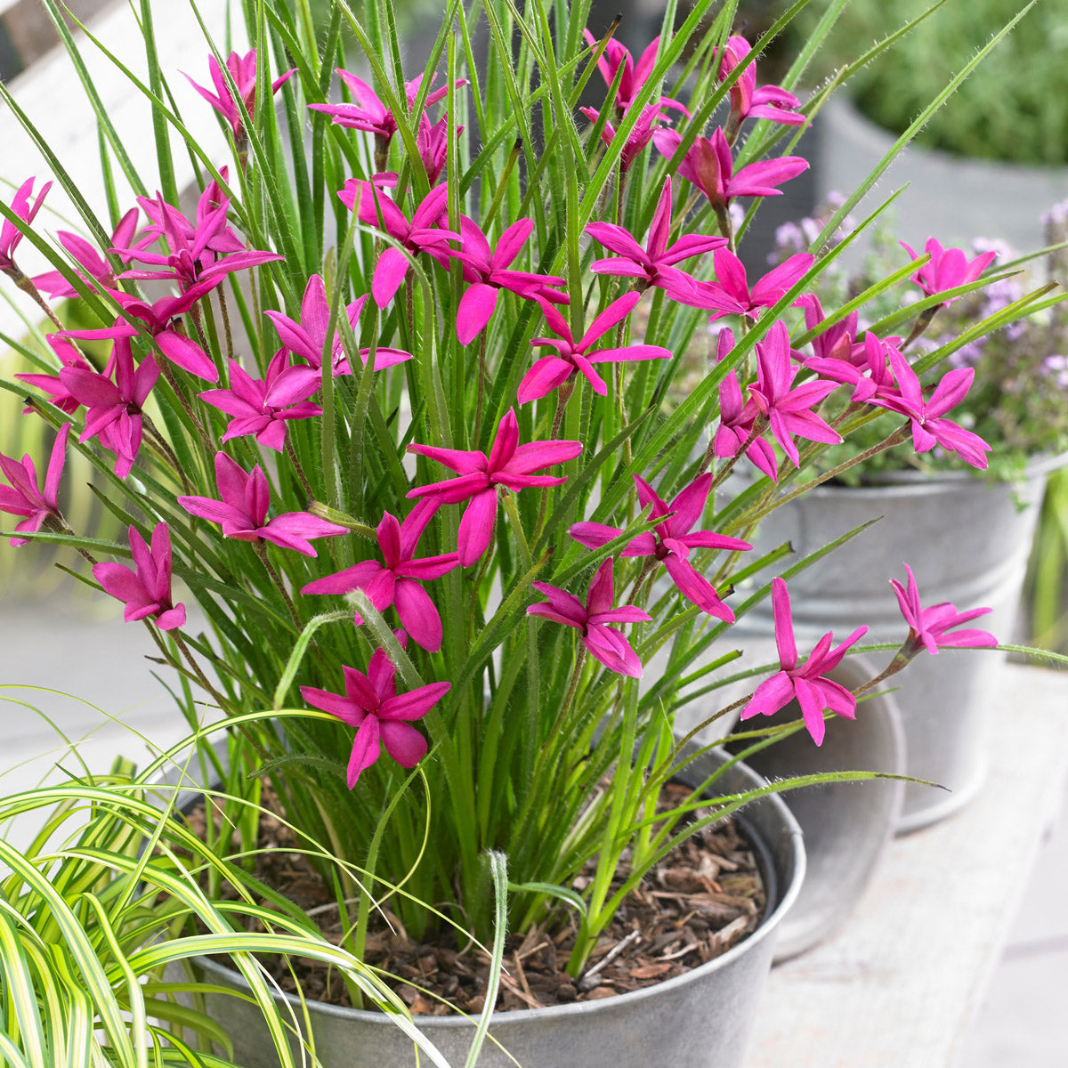 Rhodohypoxis Beverly (PBR)