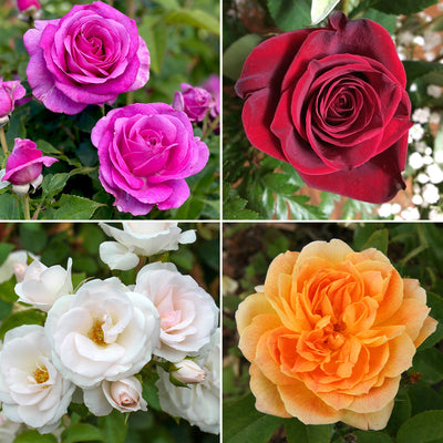Premium Rose Lucky Dip x 4 Roses