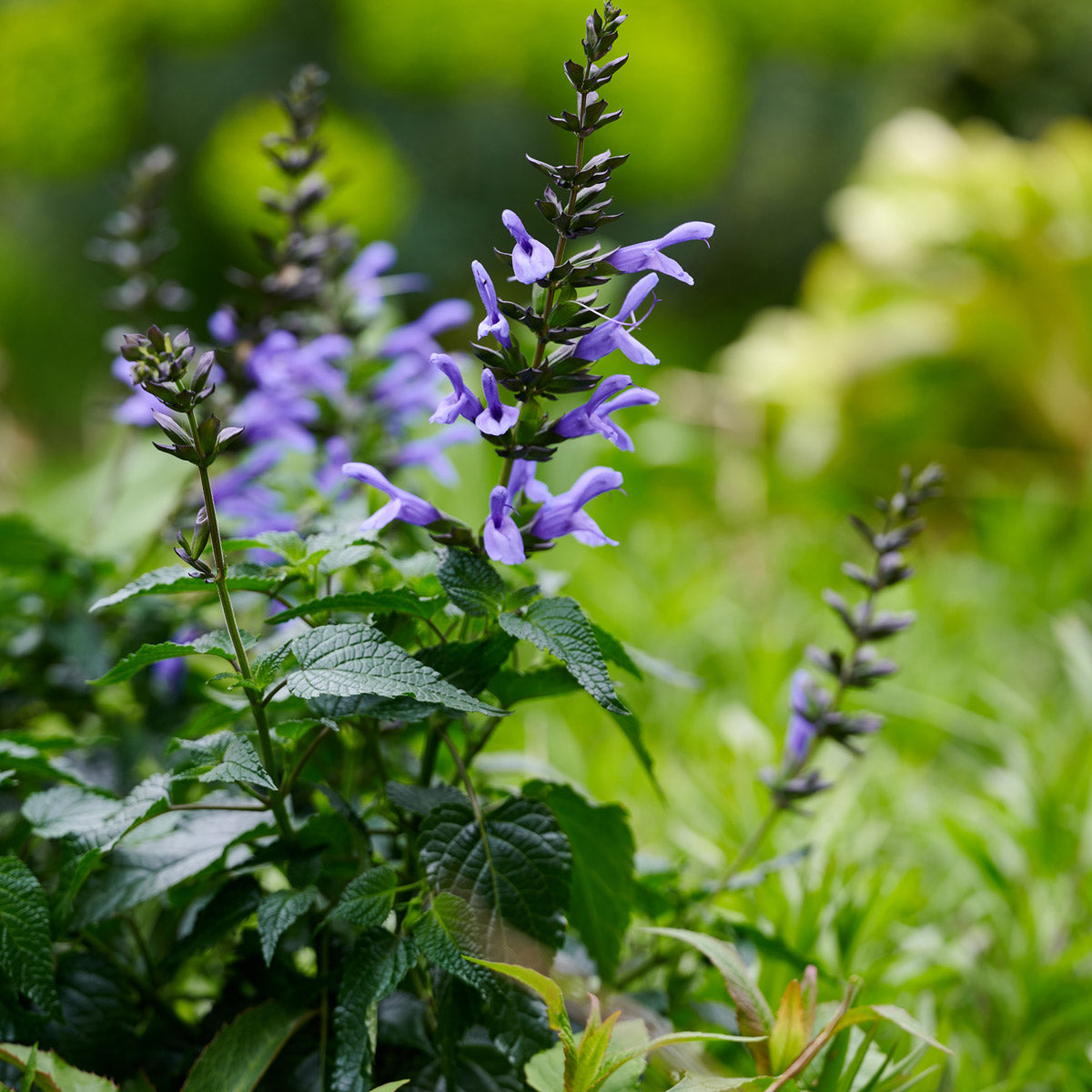 Salvia Lake Como