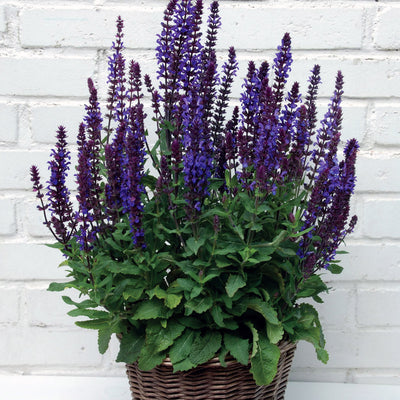 Salvia New Dimension Blue