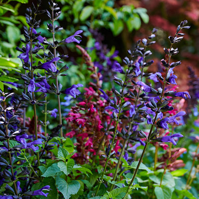 Salvia Lake Blueberry