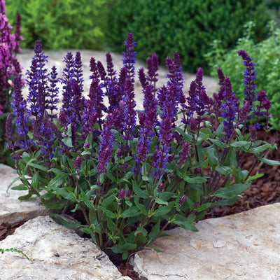 Salvia New Dimension Blue