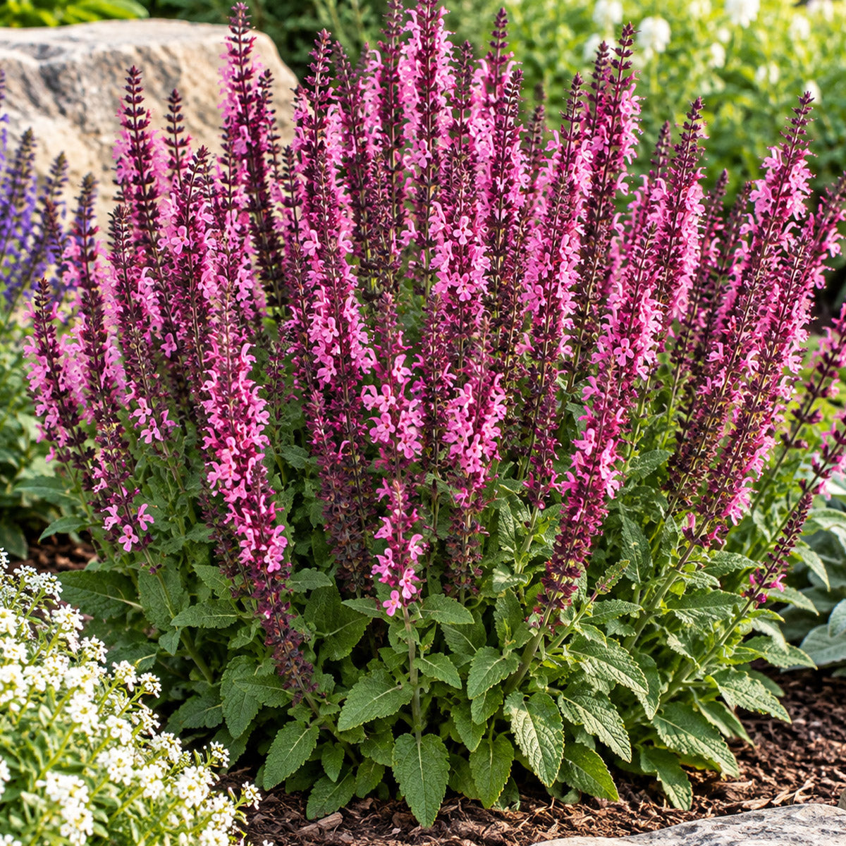 Salvia New Dimension Rose