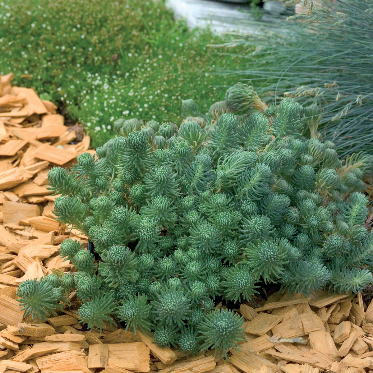 Sedum Oracle