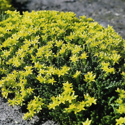 Sedum Spirit