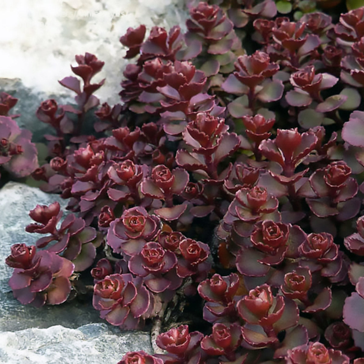 Sedum Voodoo