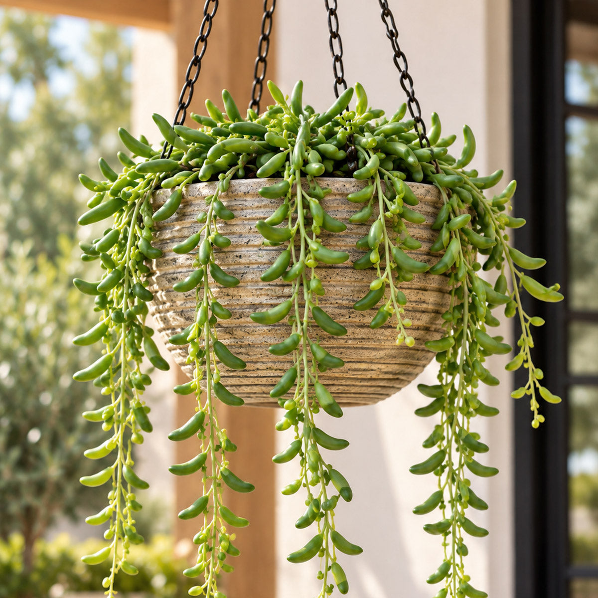 Senecio String Of Beans