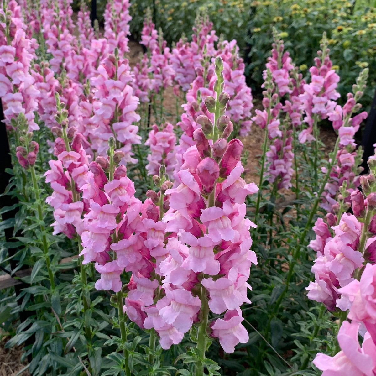 Snapdragon Potomac Lavender
