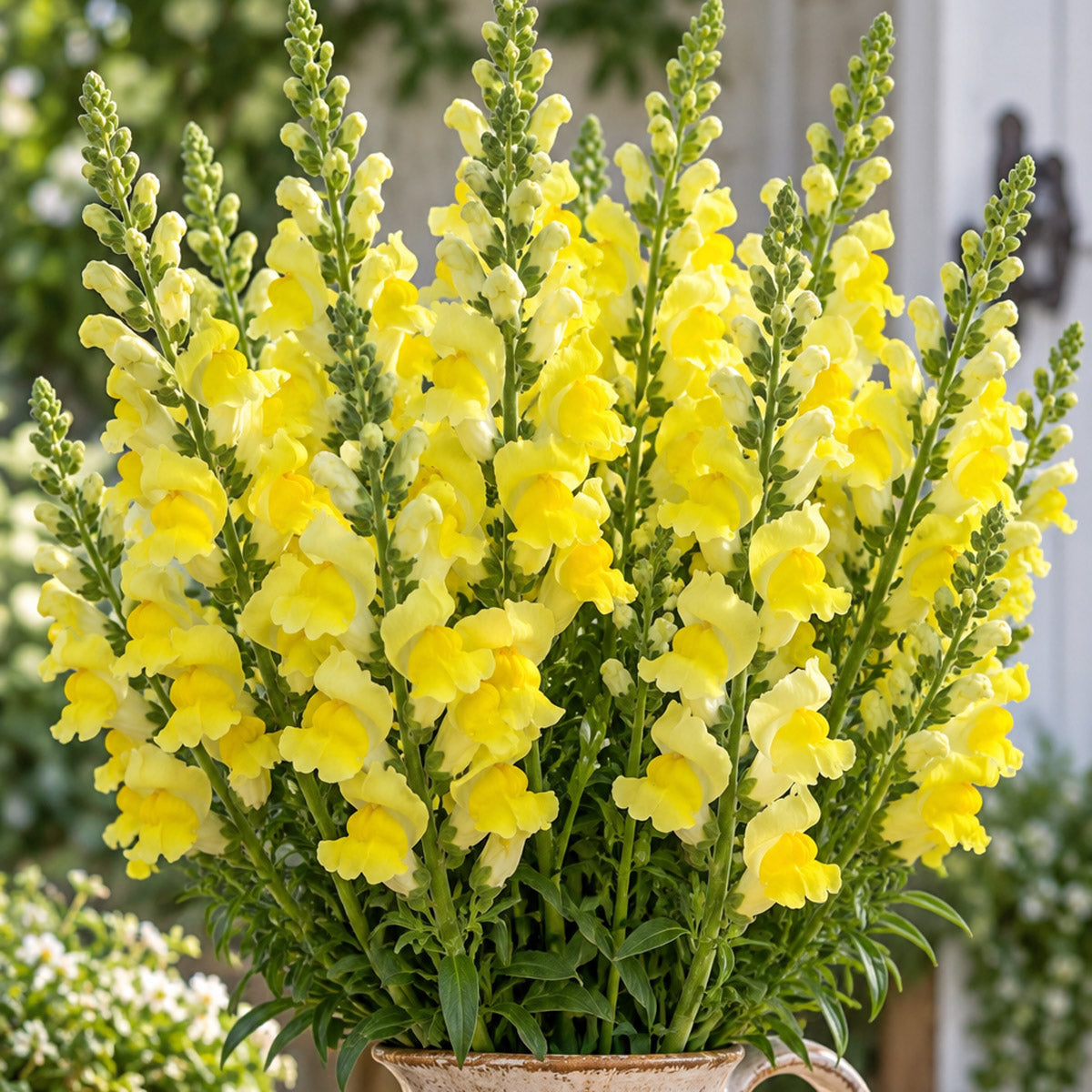 Snapdragon Potomac Yellow