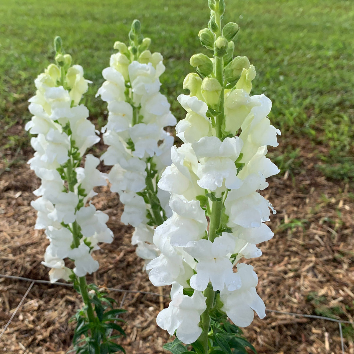 Snapdragon Potomac White