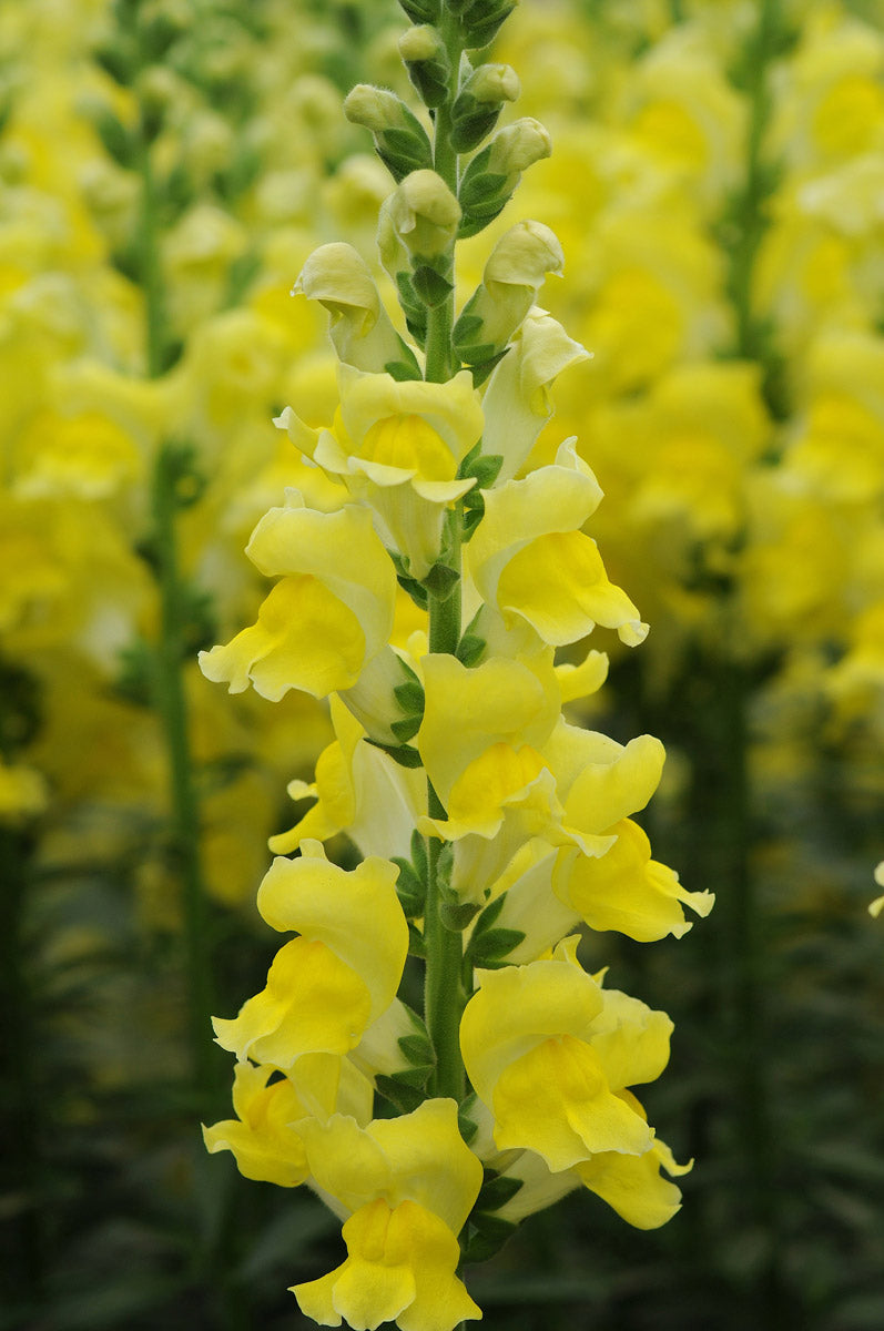 Snapdragon Potomac Yellow