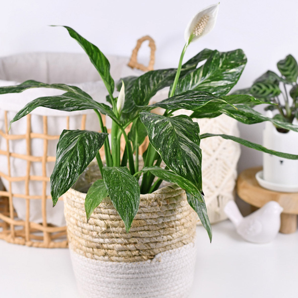 Spathiphyllum Domino