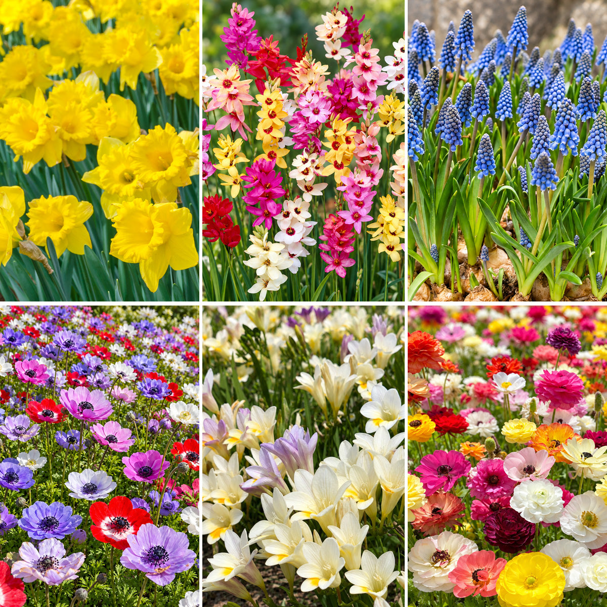 Spring Favourites Collection