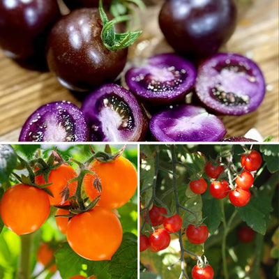 Tomato Trio