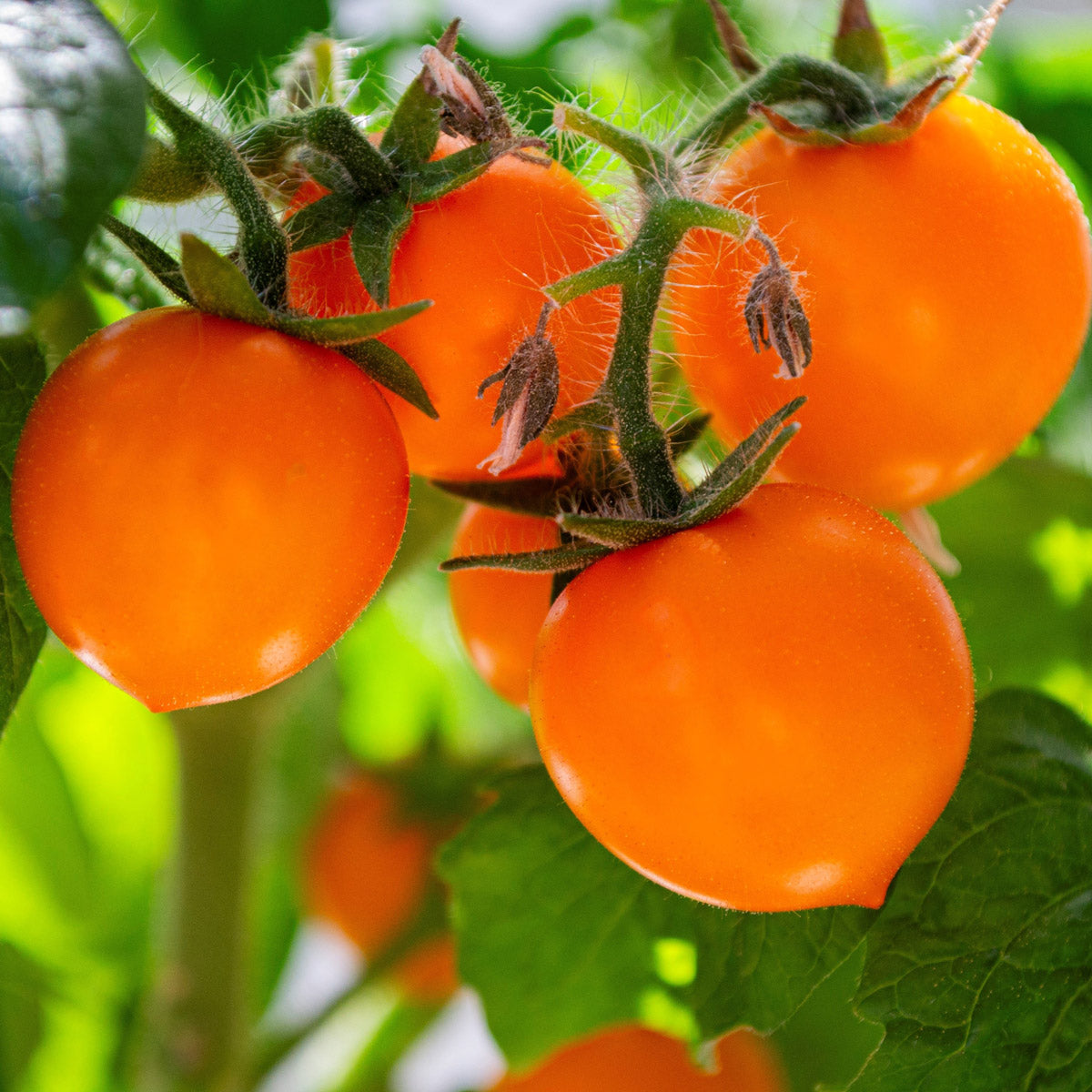 Tomato Trio