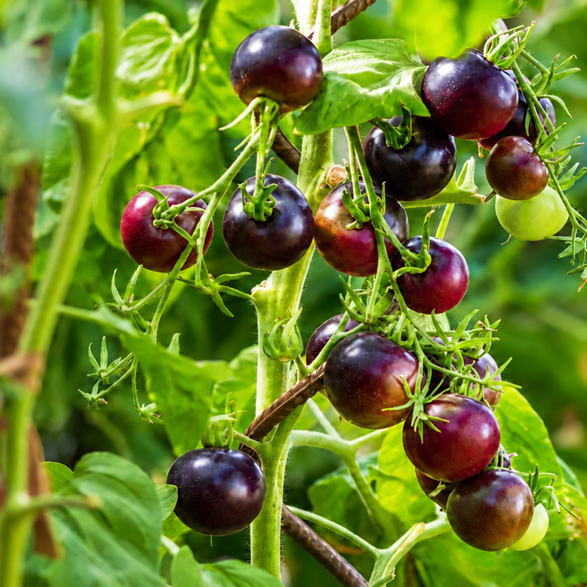 Tomato Purple Bliss