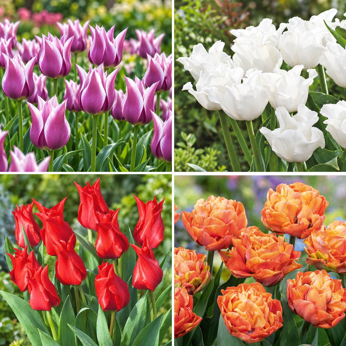 Novelty Tulip Collection