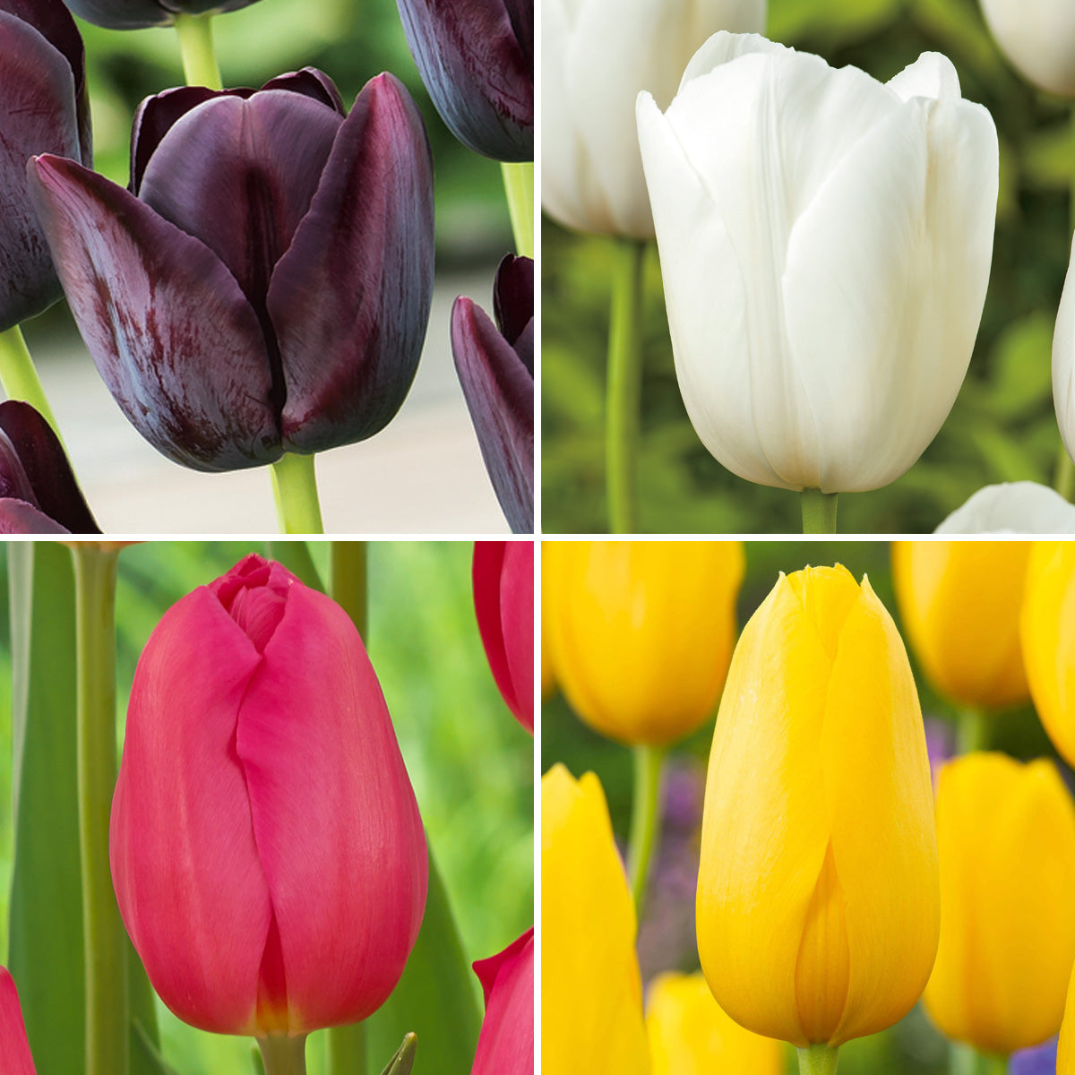 Tulip Single Late Collection