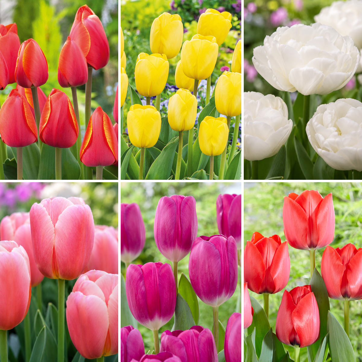 Floriade Spring Collection