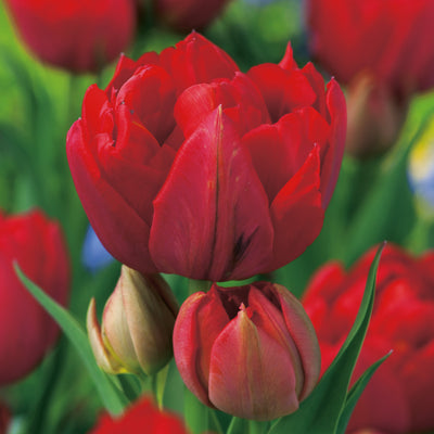Tulip Abba