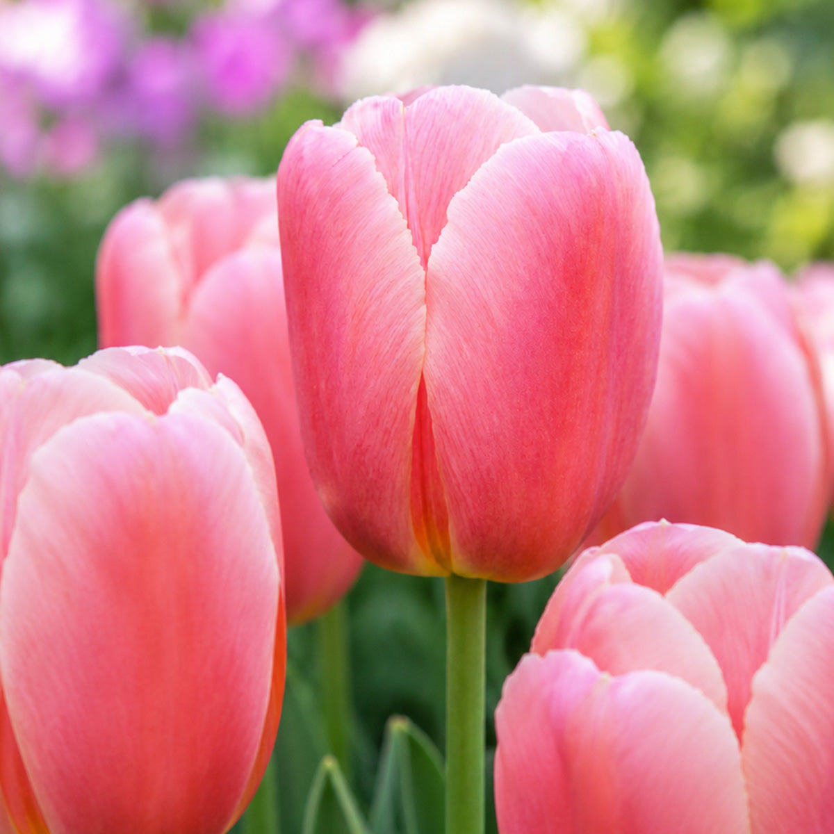 Tulip Ace Pink