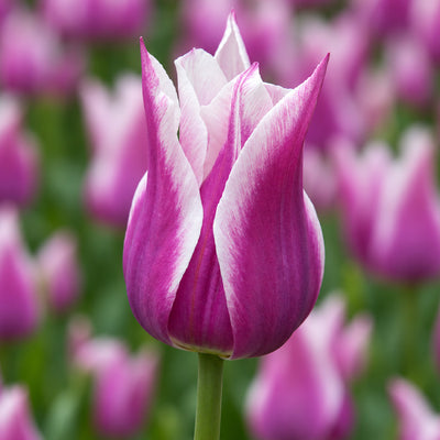 Tulip Ballade