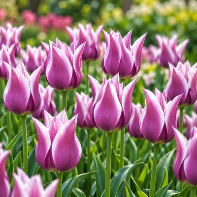Tulip Ballade