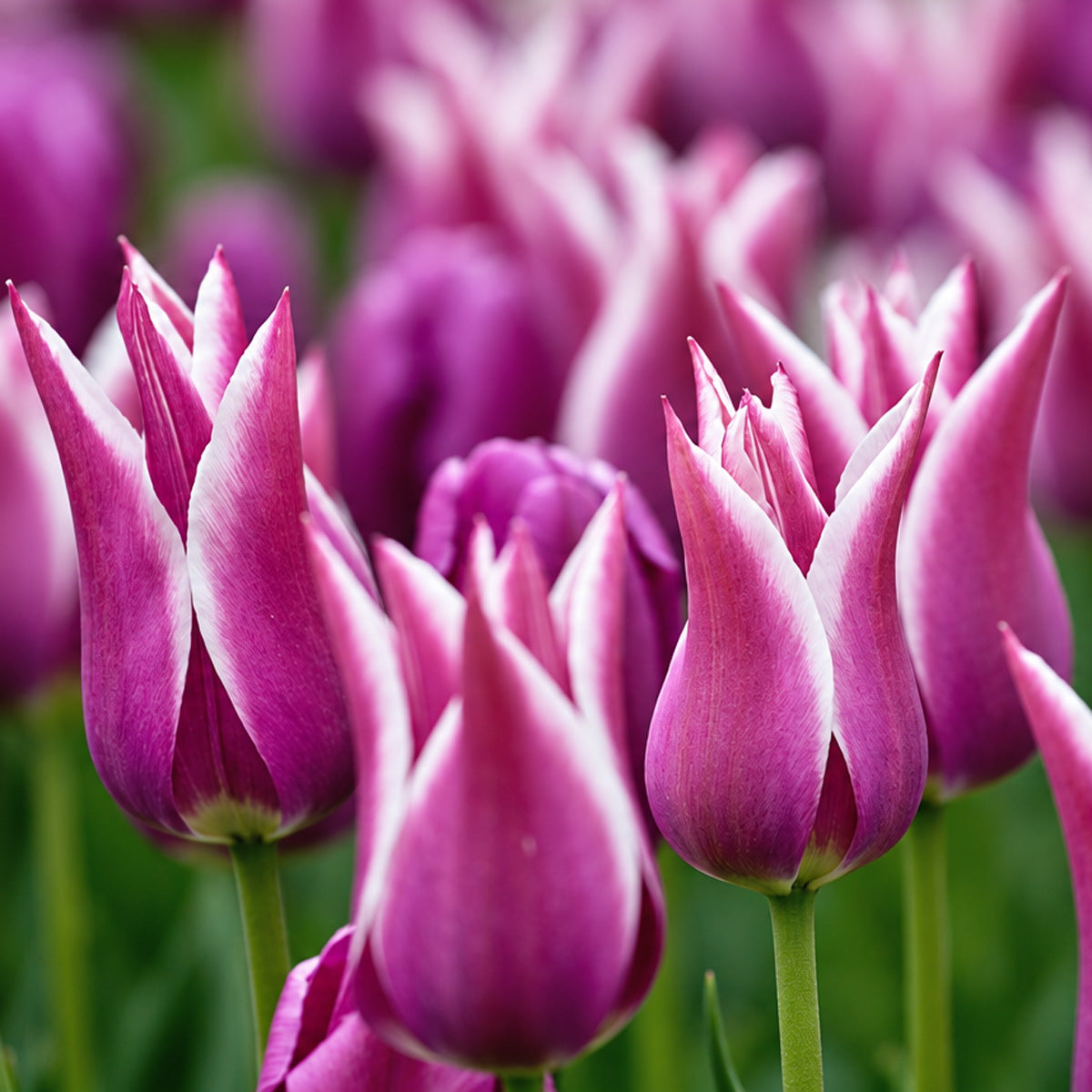 Tulip Ballade