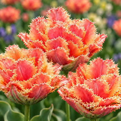 Tulip Brisbane