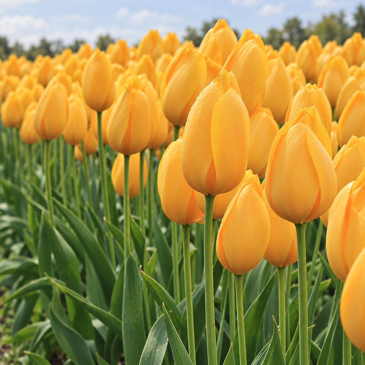 Tulip Big Smile