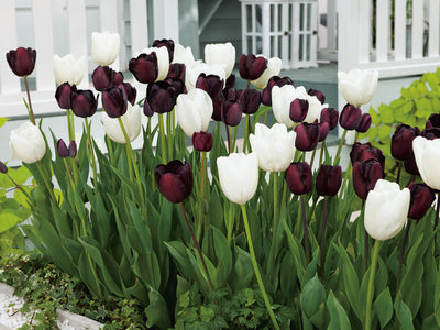 Tulip Black & White Blend