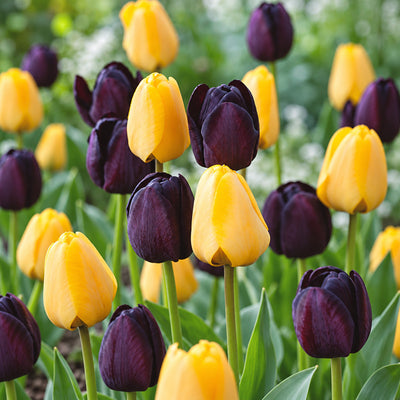 Tulip Black & Yellow Blend