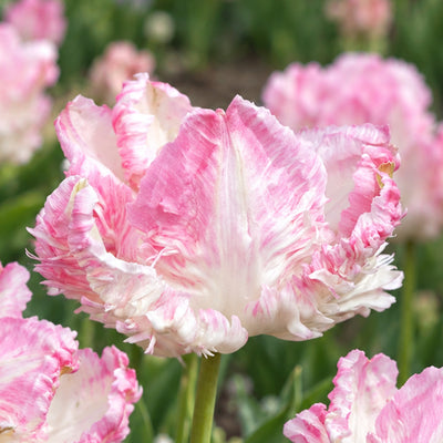 Tulip Cabanna
