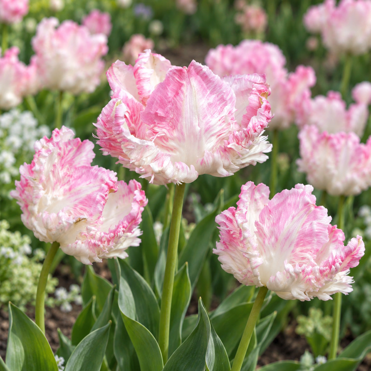Tulip Cabanna