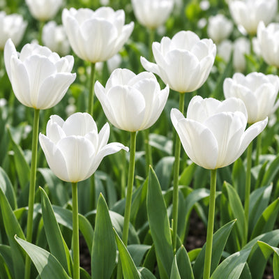 Tulip Clearwater