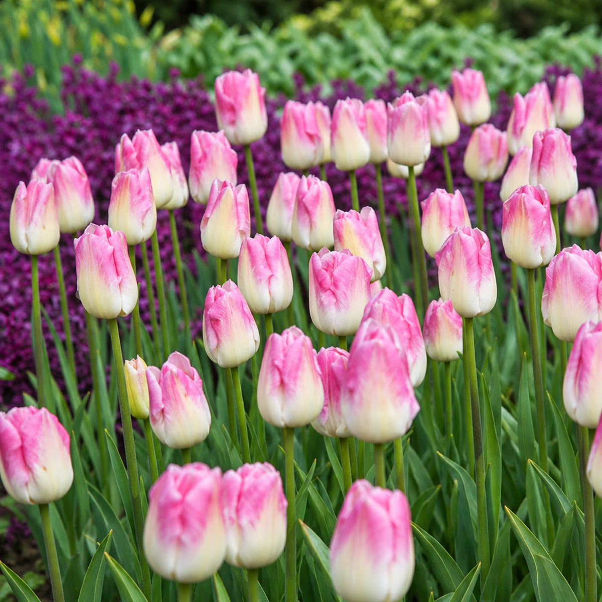 Tulip First Class