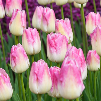 Tulip First Class