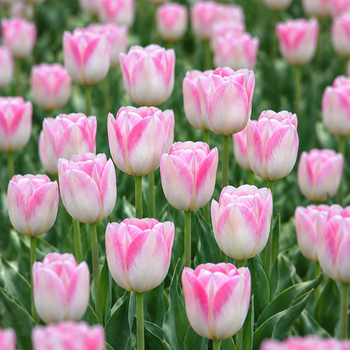Tulip First Class