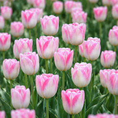Tulip First Class