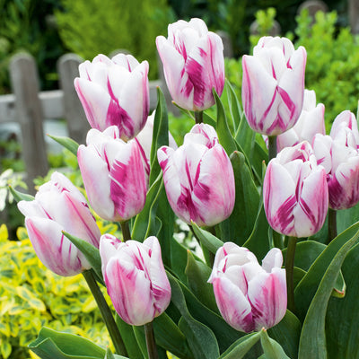 Tulip Flaming Prince