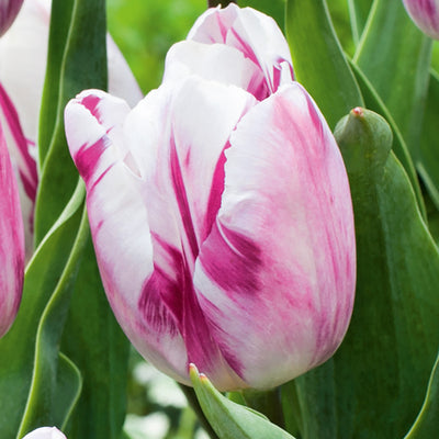 Tulip Flaming Prince