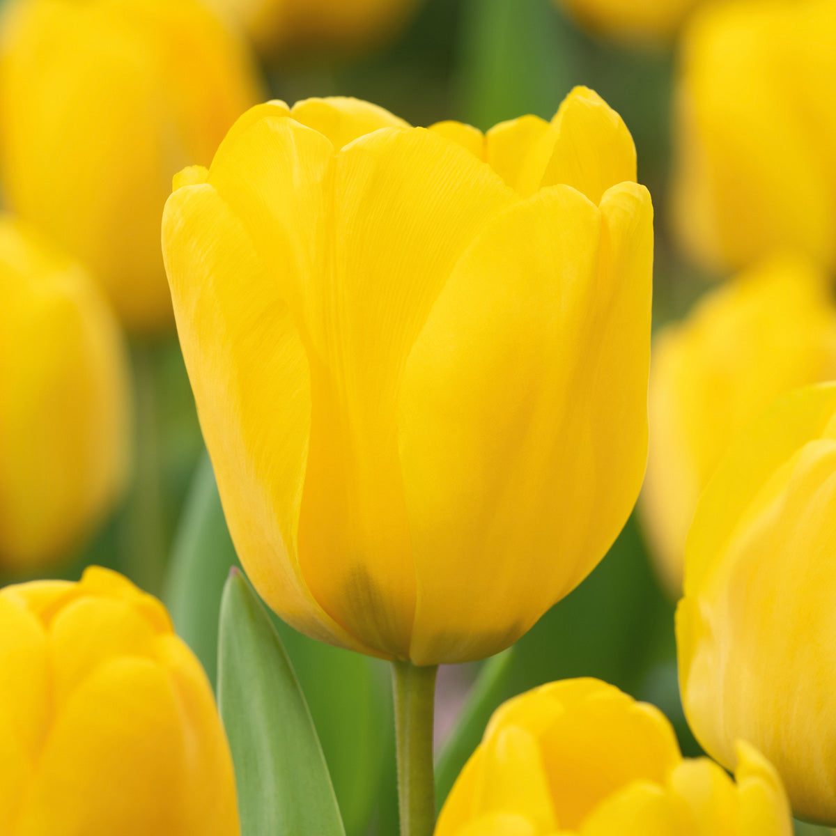 Tulip Golden Parade