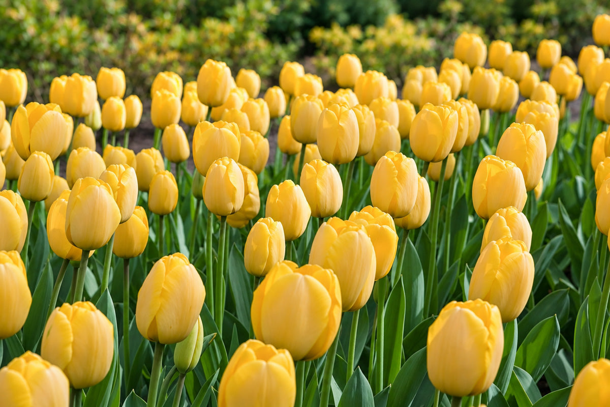 Tulip Golden Parade