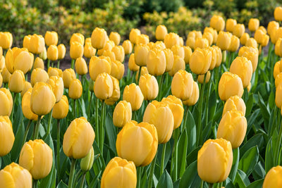 Tulip Golden Parade