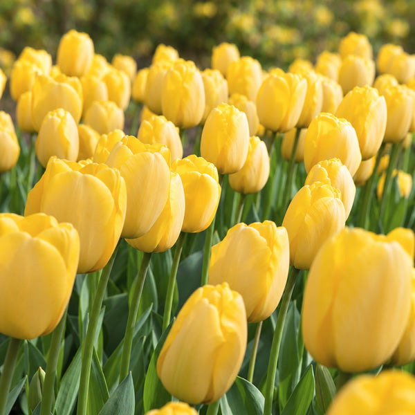 Tulip Golden Parade
